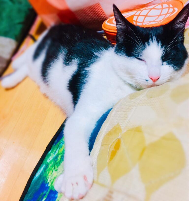 まだまだお眠なの(=^x^=) #仔猫